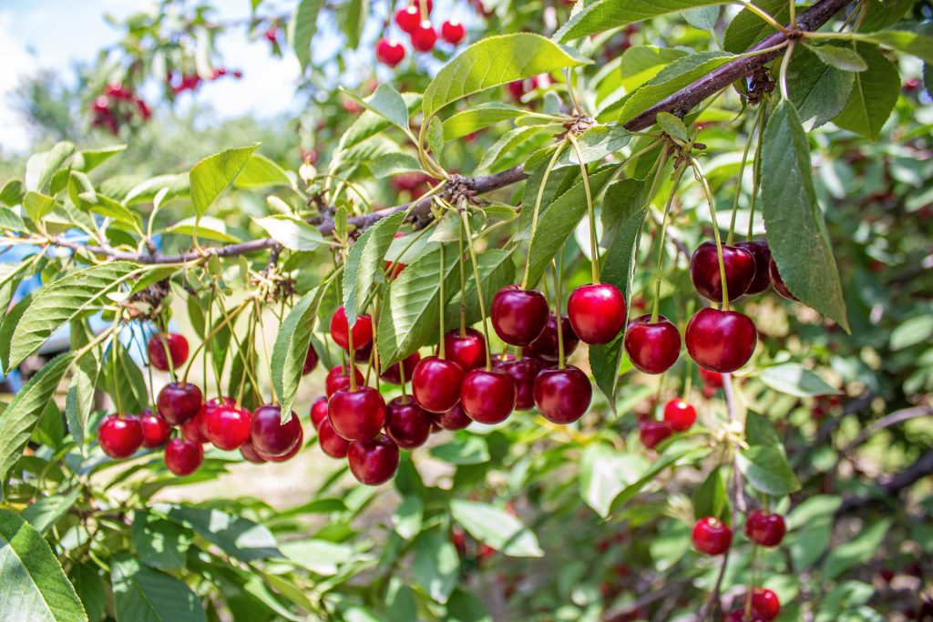 Do Cherries Make You Poop? Everything Explained 2024