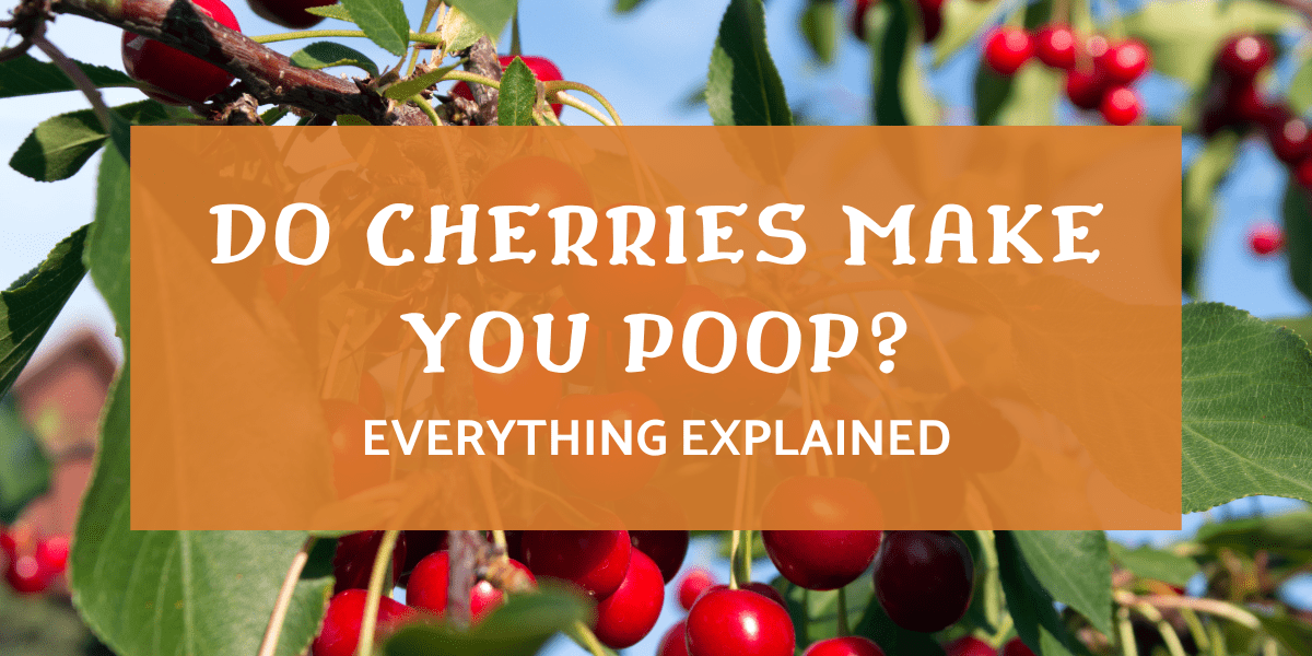 Why Do Cherries Make You Poop So Much?