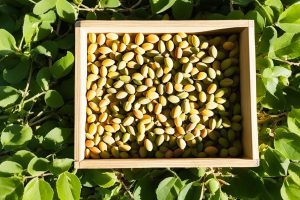 Keep Apricot Seeds Fresh: 6 Efficient Tips